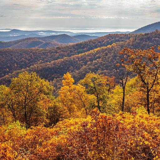 Jefferson virginia
