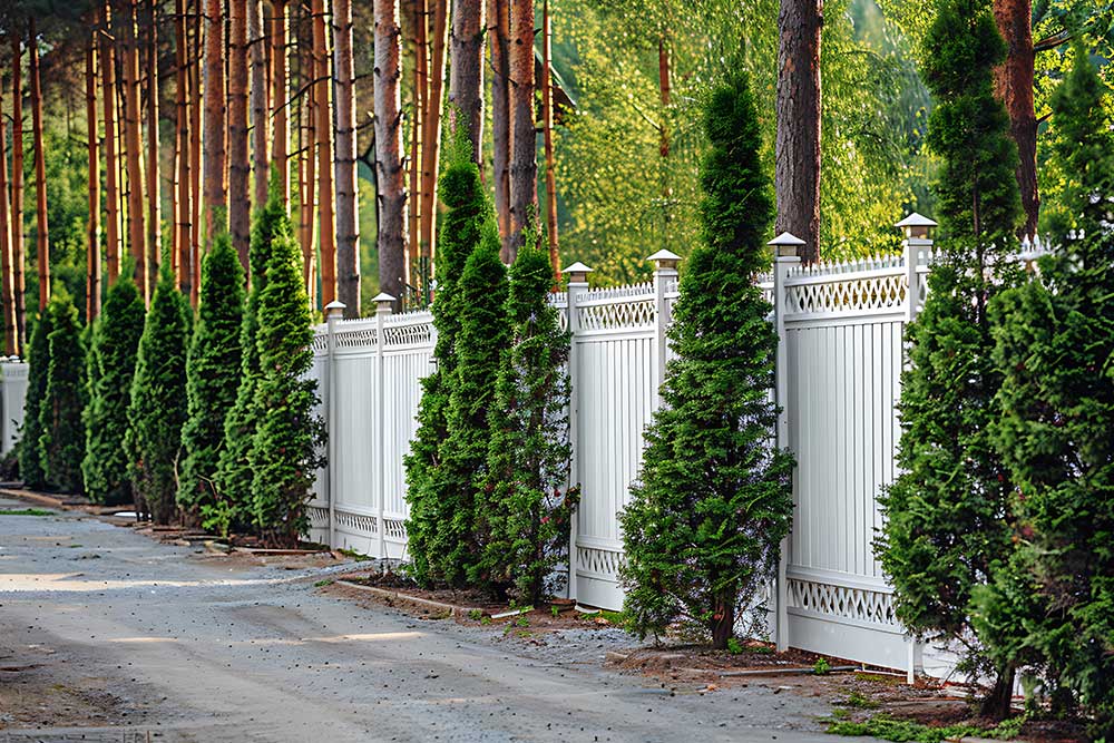 White picket fence with thuja bushes and white fence.